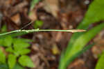 Purple sedge